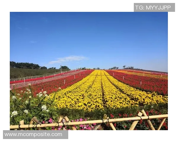 深圳乒乓球队与广州乒乓球队耐力较量赛后复盘分析