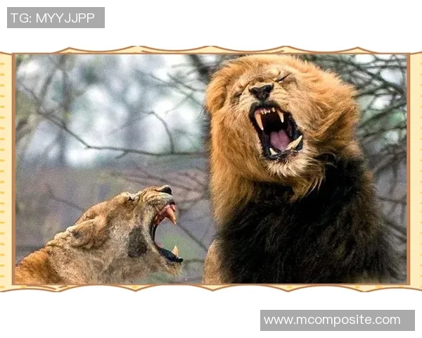 阿布扎比统一与赖扬激战正酣谁能在这场对决中笑到最后