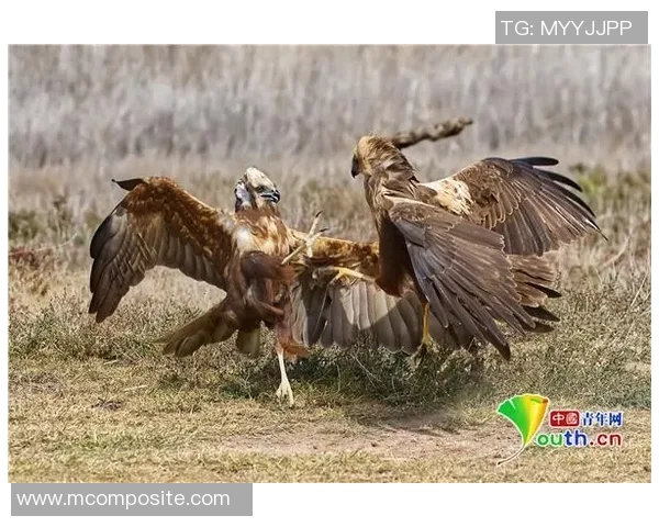科隆与波鸿激战正酣双方争夺激烈战况引人关注 科隆与波鸿激战正酣双方争夺激烈战况引人关注